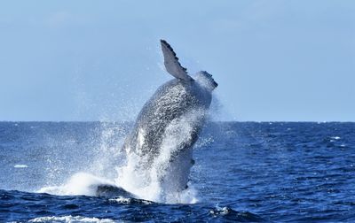 Whales Significantly Boost Ocean Carbon Sequestration, Altering Climate Models