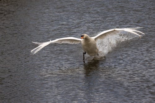 Swan Flying Over Body of Water
