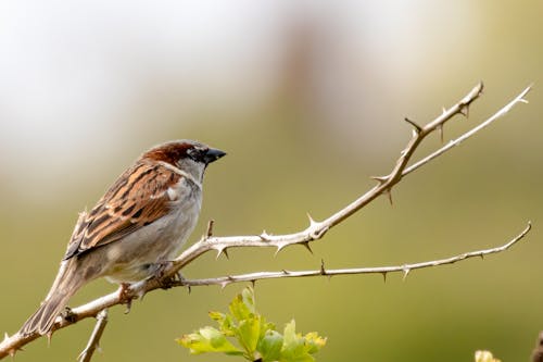 Male House Sparrow Perched on a Branch