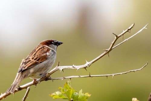 Free Close-up of a sparrow perched on a spiky branch in natural light. Stock Photo