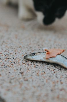 Close-up of a fish with a leaf on sand, capturing a natural scene by the shore.