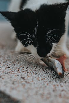 A bicolor cat closely captured eating a fish, showcasing feline behavior and nature.