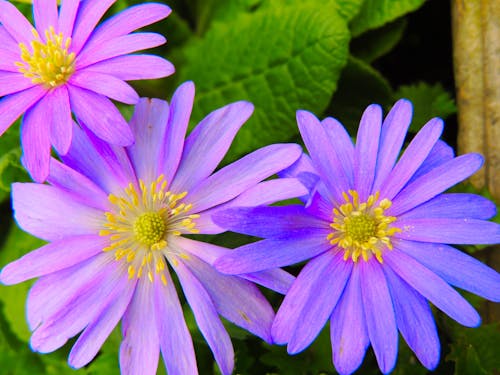 Close Up Shot of a Balkan Anemone Flowers