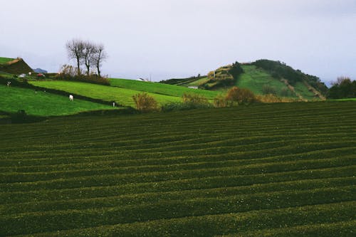 Fotos de stock gratuitas de árbol, arboles, Azores