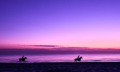 Fotos de stock gratuitas de anochecer, caballos, cielo impresionante