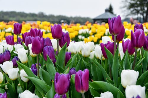 Free Purple and White Tulips Stock Photo