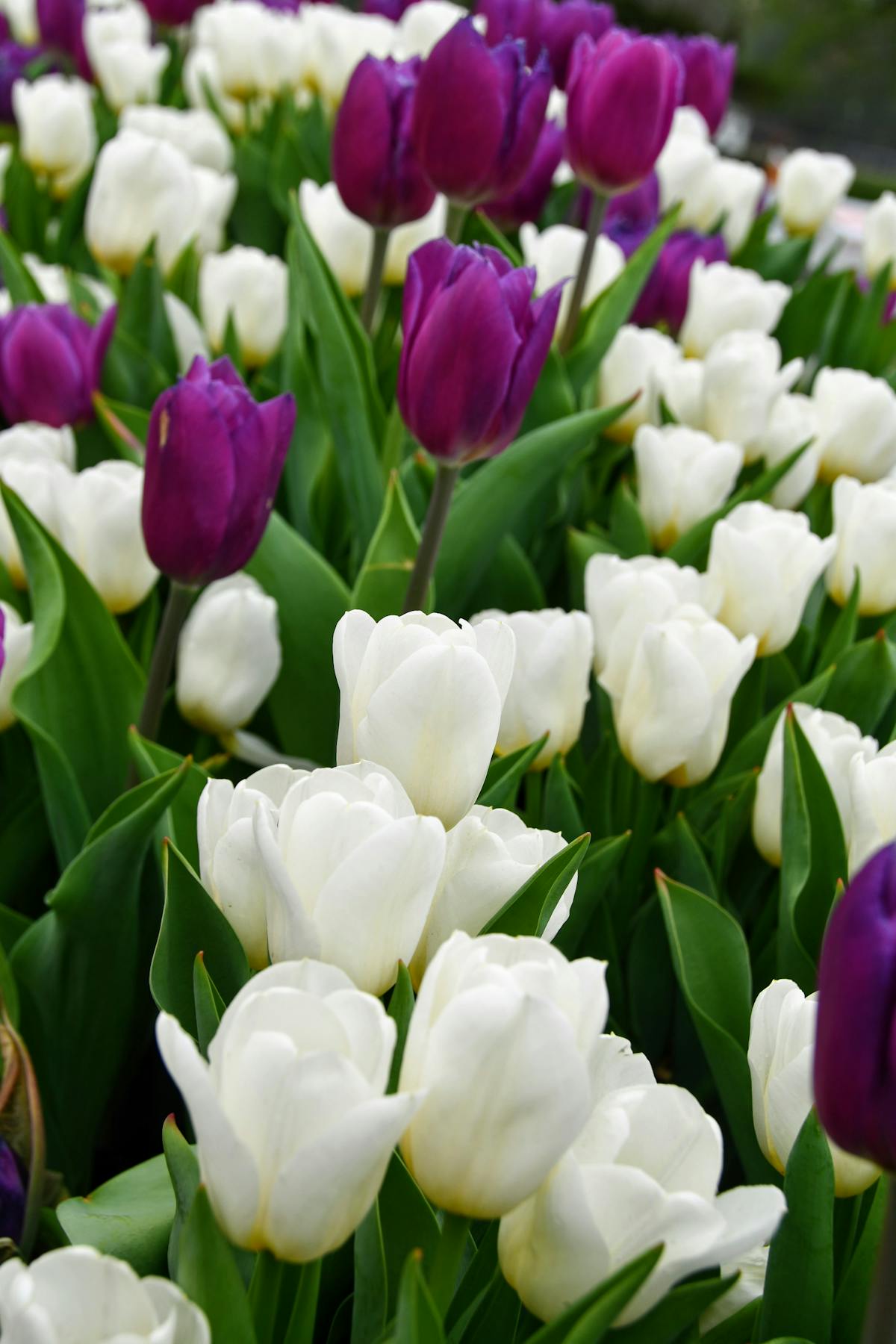 Technician repairing a smartphone using precision tools on a workbench
