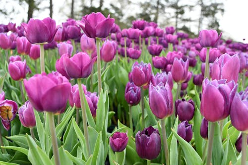 Free Photo of Purple Tulips Stock Photo