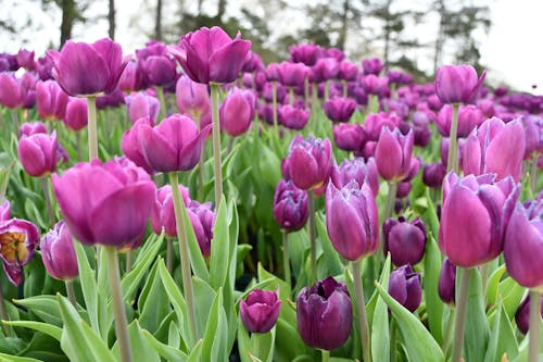 Photo of Purple Tulips