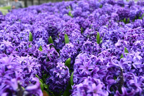 Fotobanka s bezplatnými fotkami na tému flóra, hyacint, kvet ovocného stromu