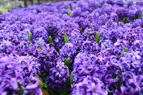 Free A stunning display of purple hyacinths in full bloom, creating a vivid and lush floral scene outdoors. Stock Photo