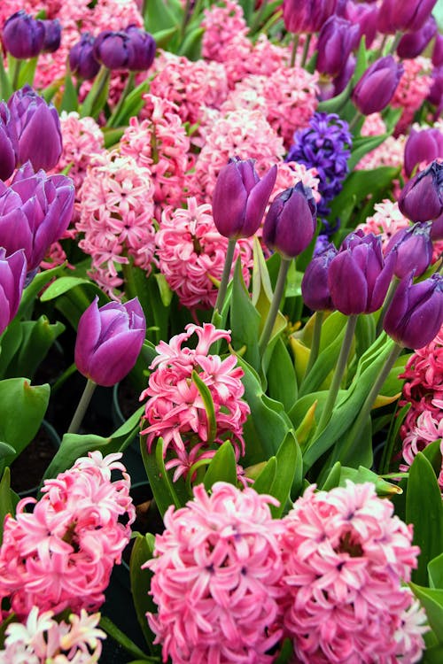 Pink and Purple Flowers