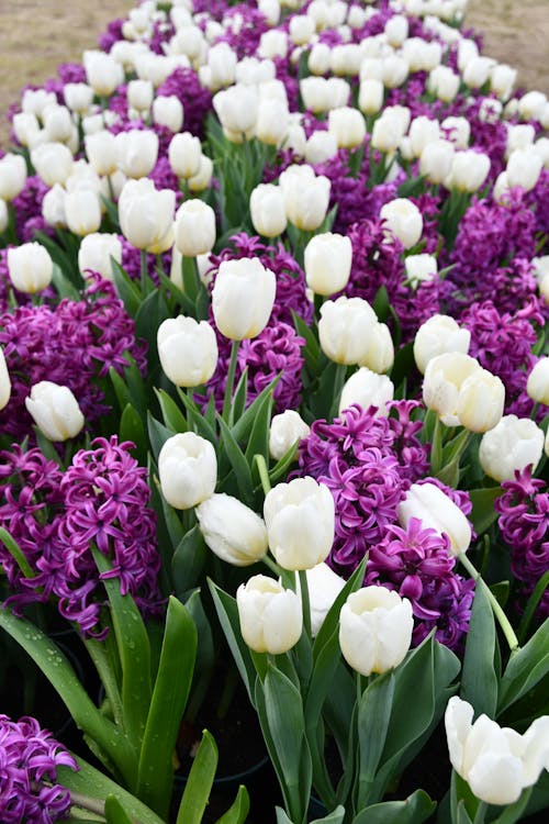 White Tulips and Purple Hyacinth