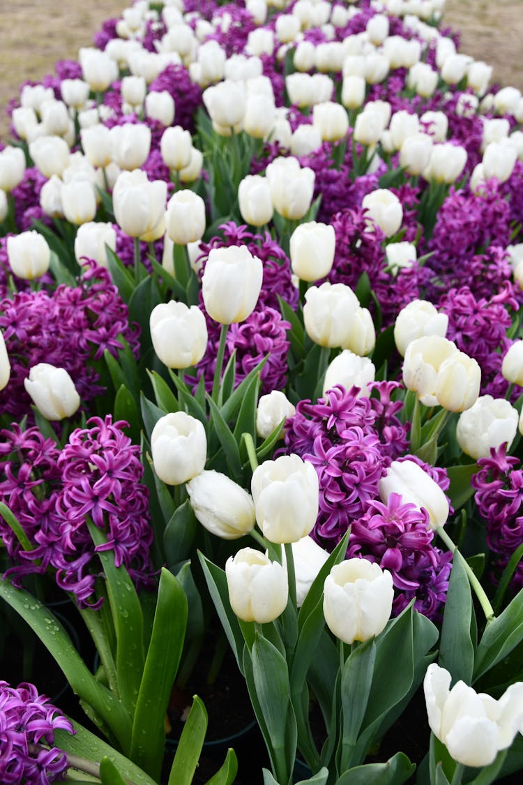 White Tulips And Purple Hyacinth