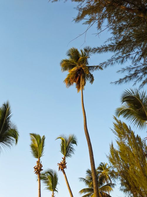 Free Towering palm trees reaching skyward against a clear blue sky in Puerto Rico's tropical landscape. Stock Photo