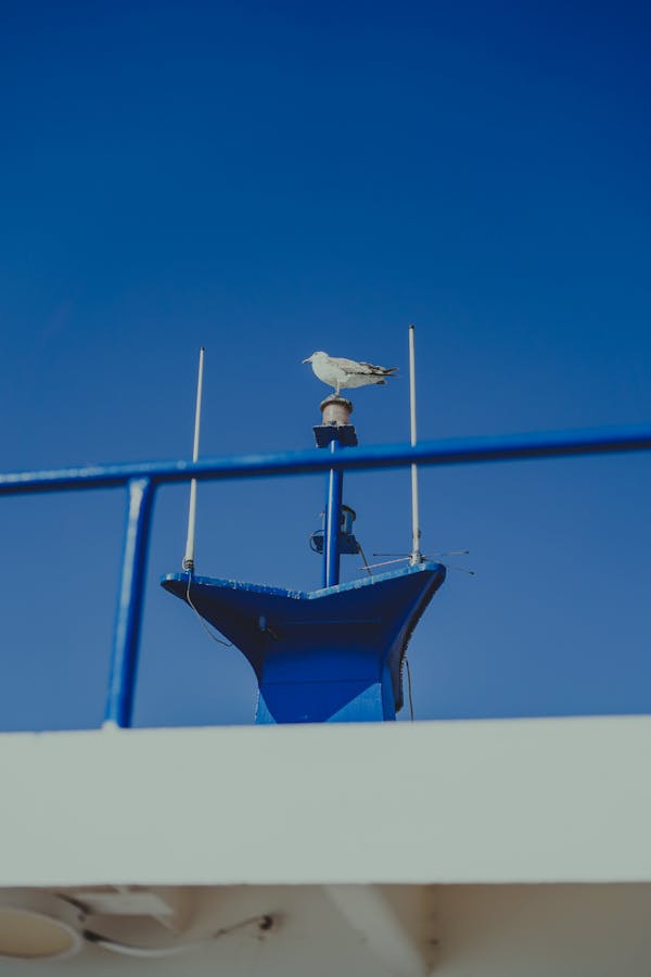White Bird on Blue and Brown Wooden Boat Under Blue Sky