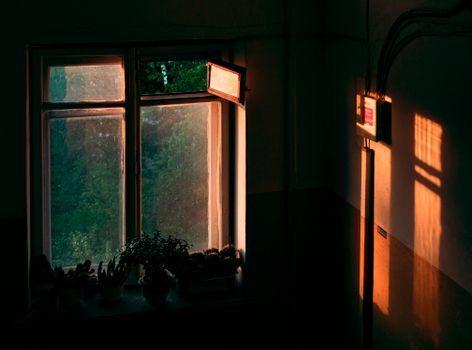 Warm sunlight casts shadows through a window with green plants, creating an inviting atmosphere.