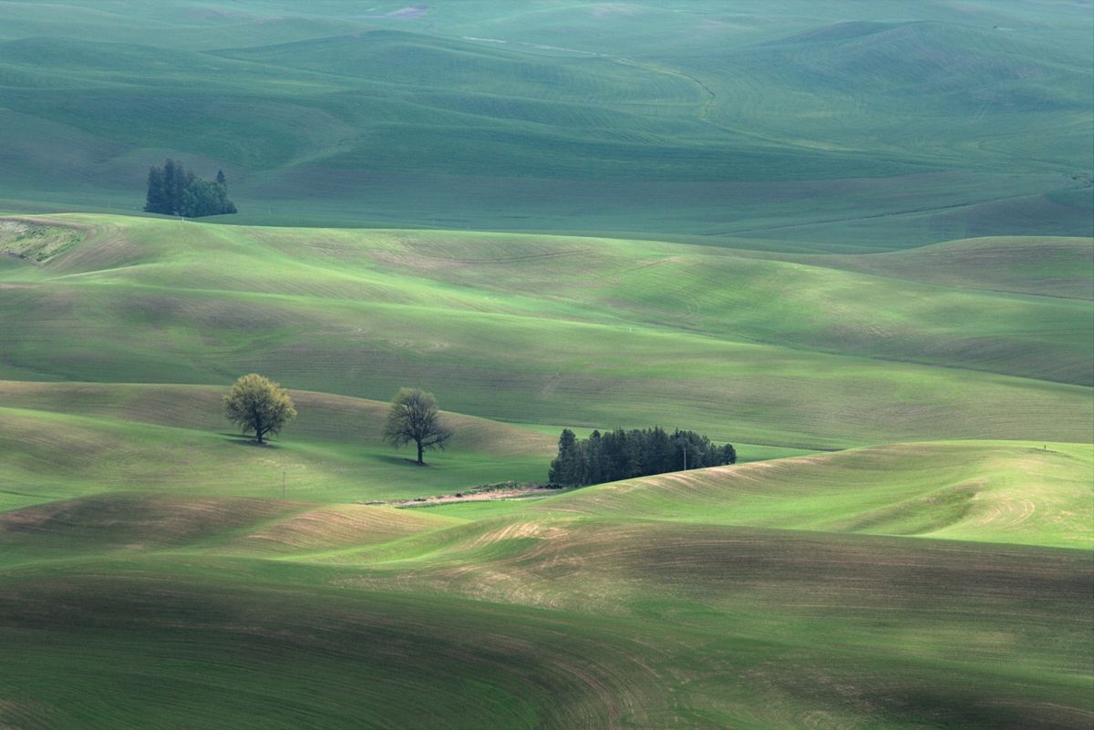 Lush green rolling hills with scattered trees