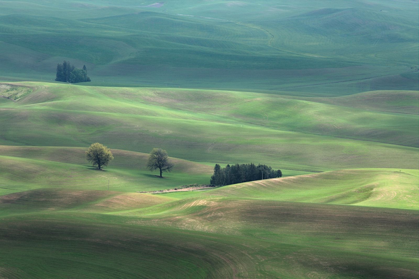 Expansive rolling green hills of prairie country