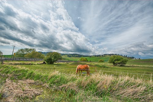 免费 在灰色的云层下的绿草田上的橙色马 素材图片