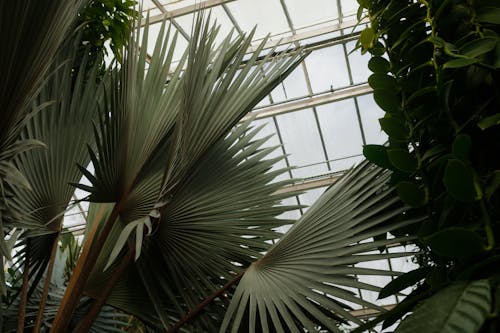 Gratis Fotos de stock gratuitas de Hojas de palmera, invernadero, plantas Foto de stock