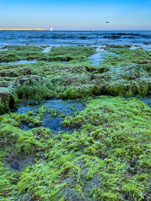 Gratuit Imagine de stoc gratuită din alge, apă, face cu mâna Fotografie de stoc