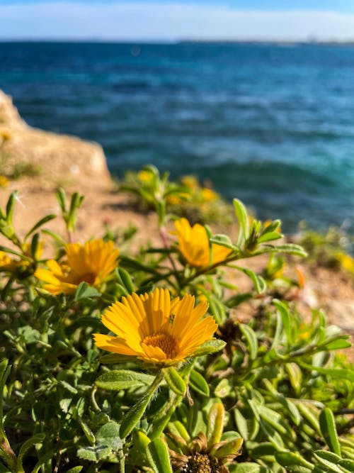 Gratis stockfoto met bloeien, bloem, bloem fotografie