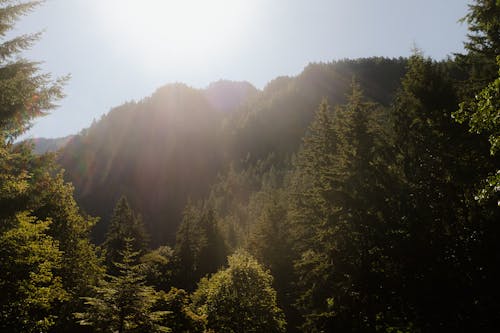 Fotos de stock gratuitas de arboles, bosque, montaña