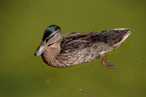 Free Close Up Photo of a Duck Stock Photo