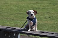Chien