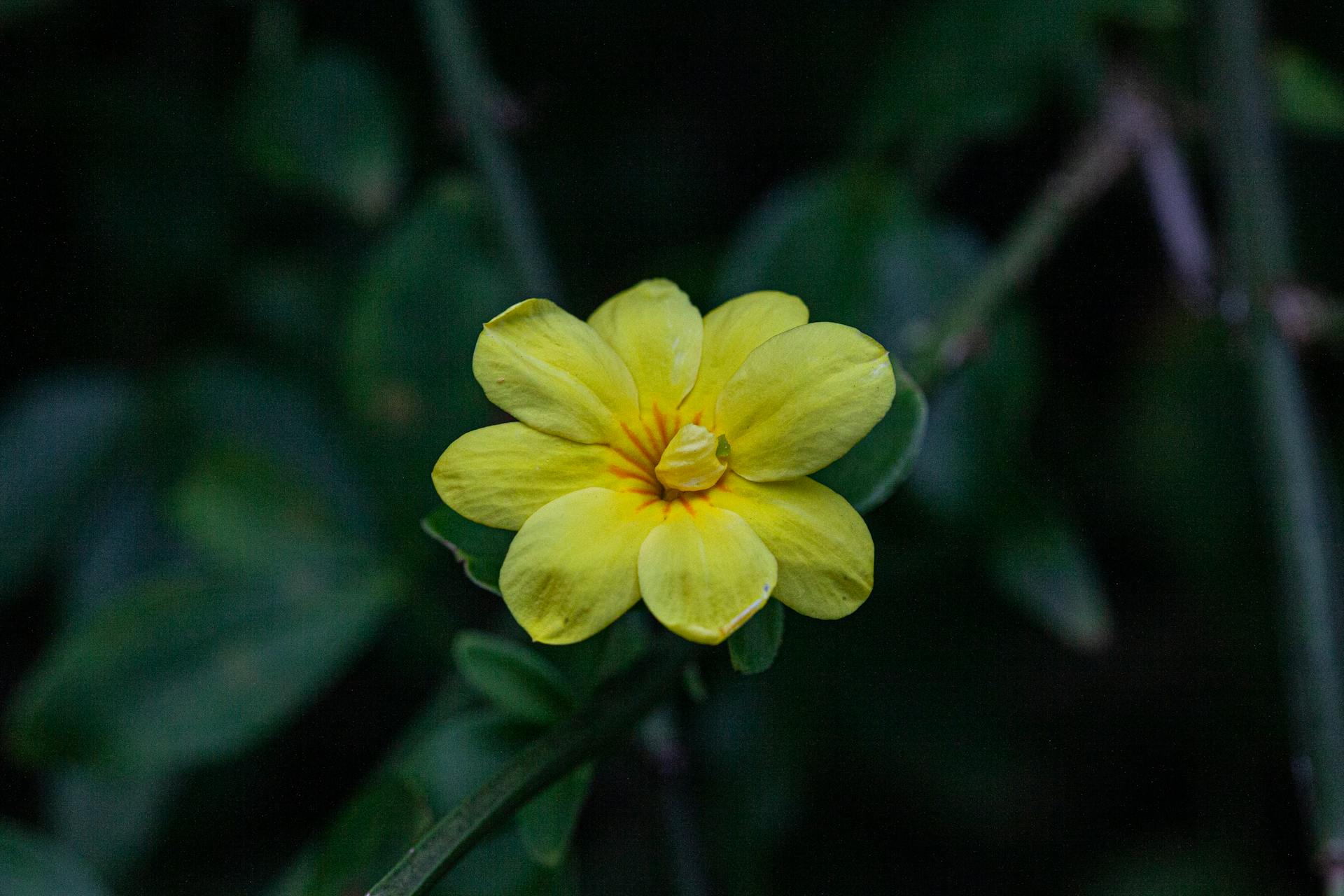 A vivid close-up of a yellow jasmine flower in full bloom amidst lush green leaves.