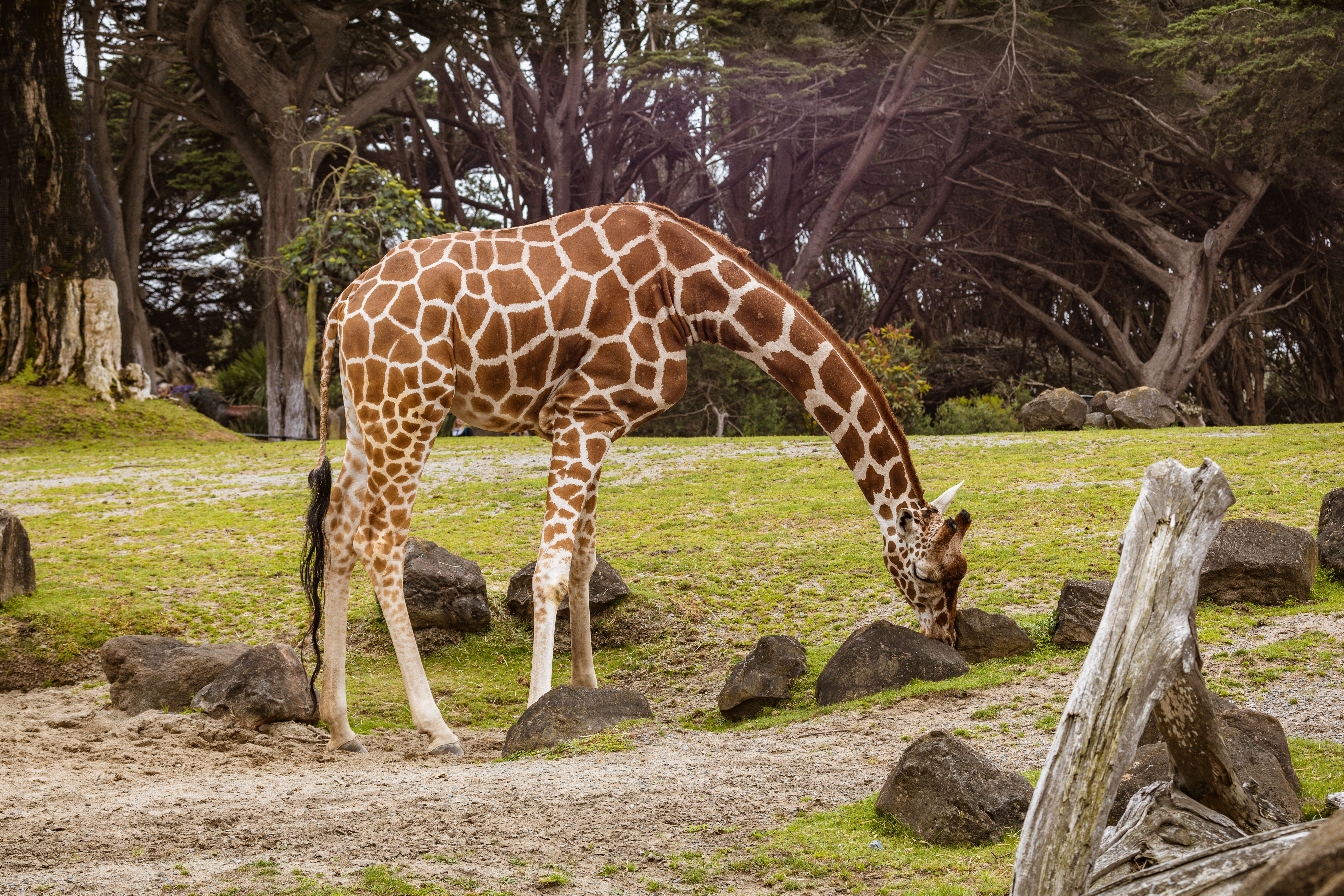 A giraffe bends down to graze among rocks in a zoo habitat, surrounded by trees.