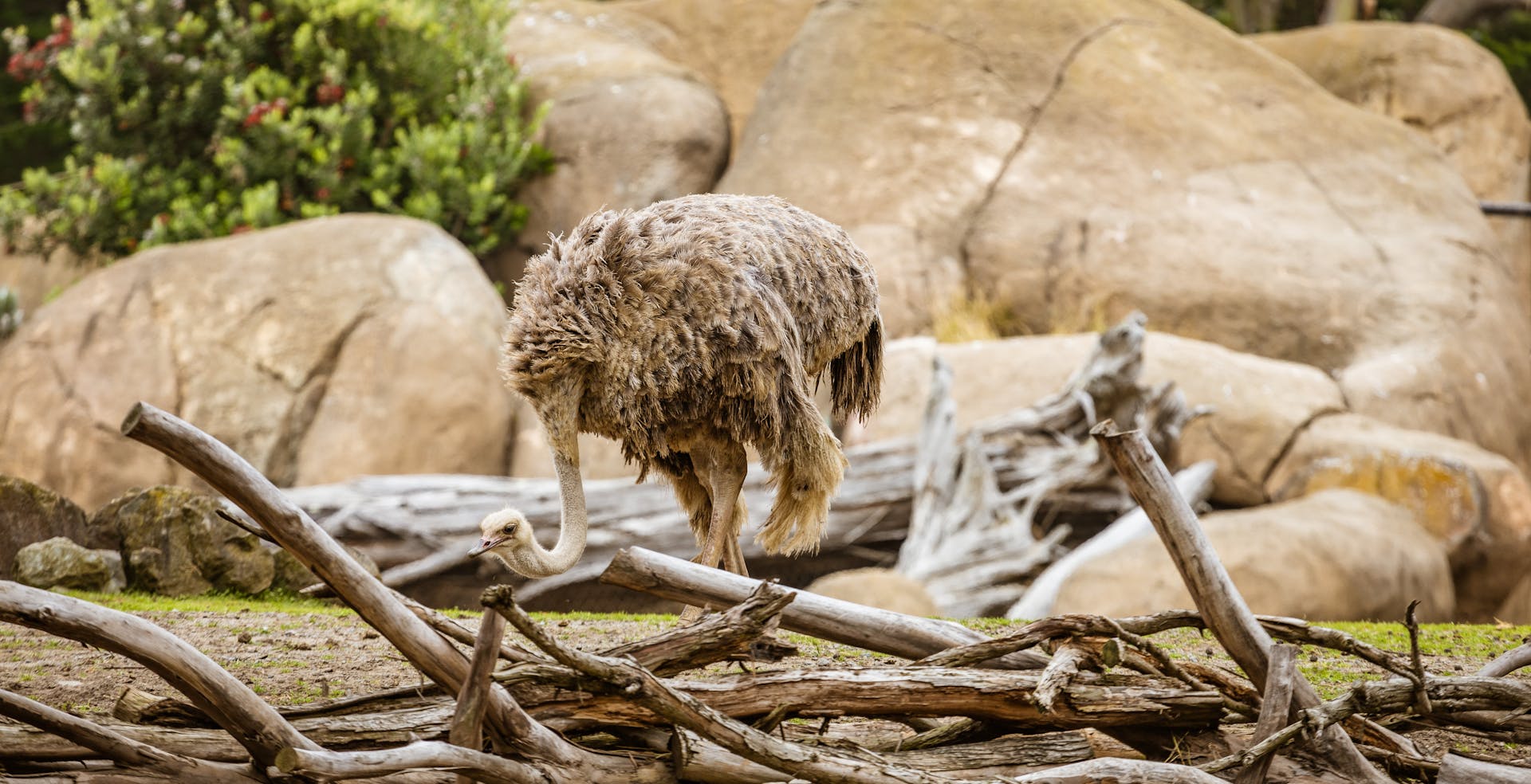 Emu walking in rocky terrain with fallen branches and natural surroundings.