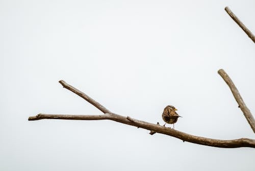bezplatná Základová fotografie zdarma na téma fotografie ptáků, sedící, větev stromu Základová fotografie