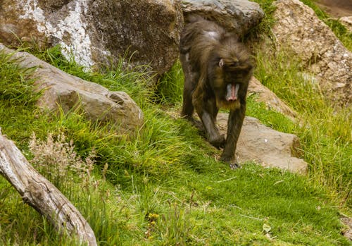 Gratuit Imagine de stoc gratuită din animal, babuin, cu plană Fotografie de stoc