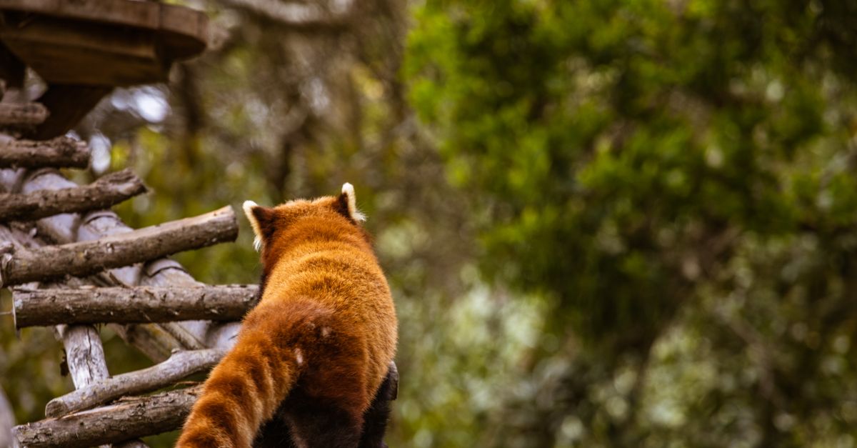 Red Panda In Wild A Red Panda in a Forest · Free Stock Photo