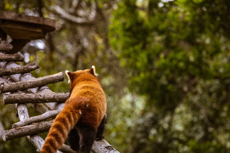 A Red Panda In A Forest