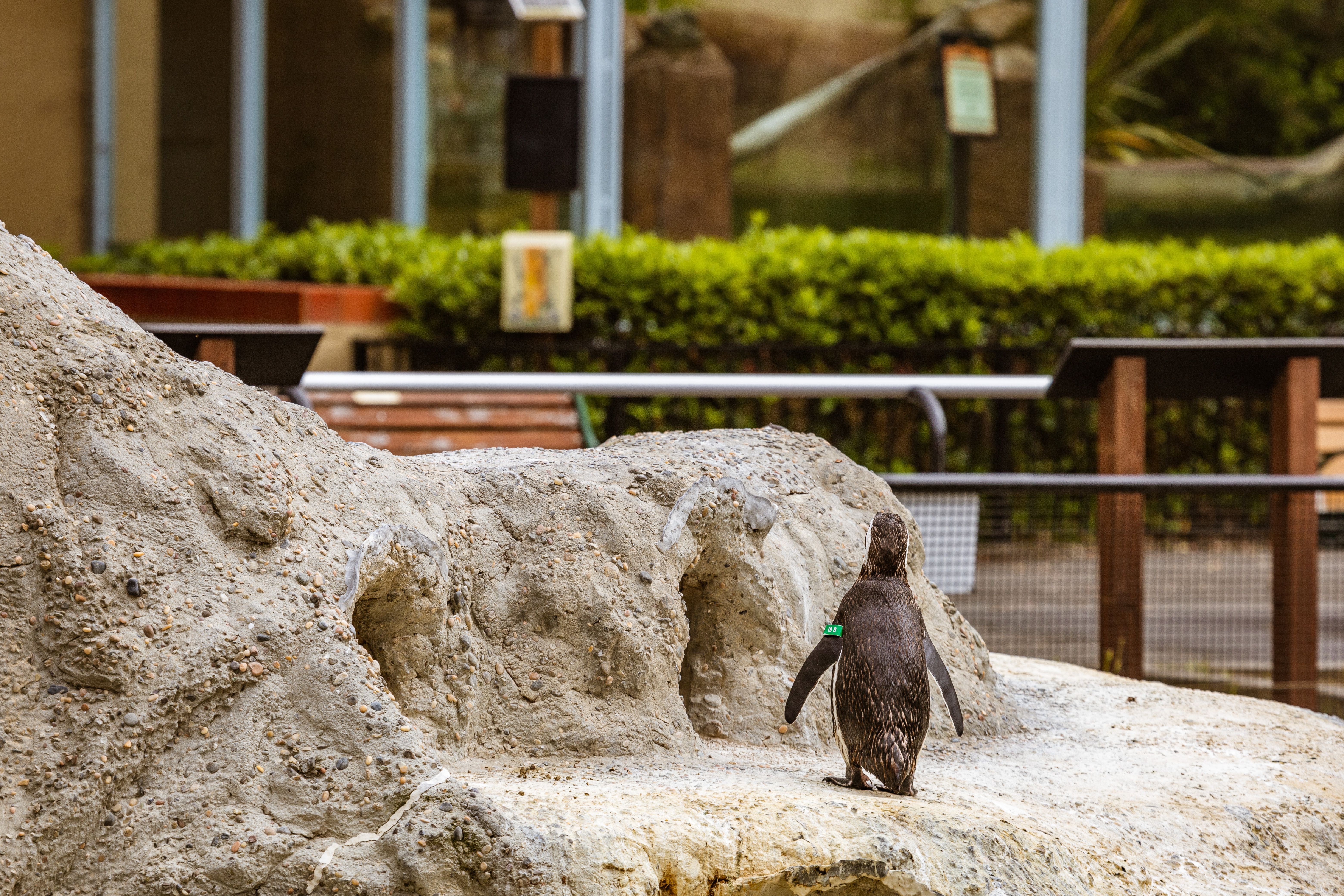 Linux Explained Simply for Beginners