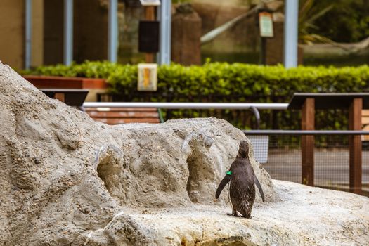 penguin photo