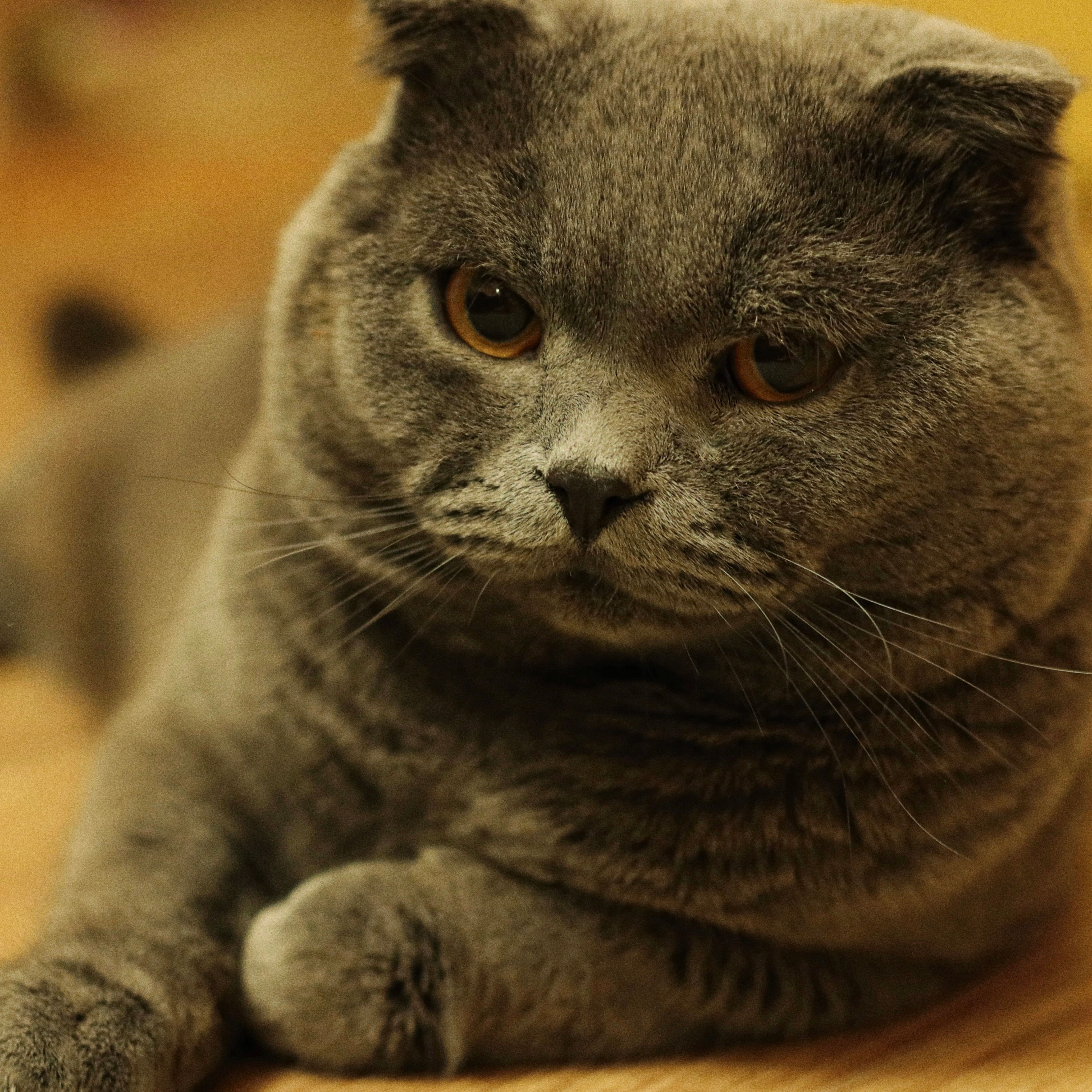 Close-up portrait of a Scottish Fold cat with amber eyes — photo by Anna Morgan on Pexels