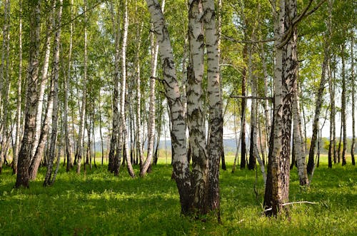 Foto profissional grátis de árvores, bétula, floresta