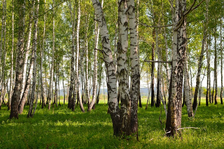 Birch Trees In Spring 