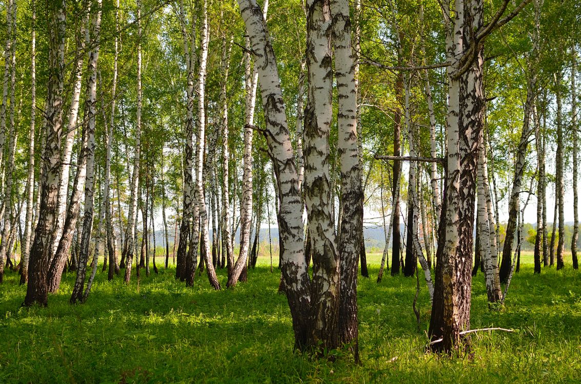 Free A tranquil scene of a birch forest with vibrant green foliage on a sunny spring day. Stock Photo