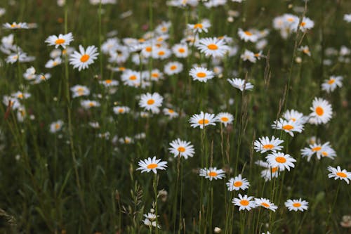 免費 植物群, 白花, 花卉攝影 的 免費圖庫相片 圖庫相片