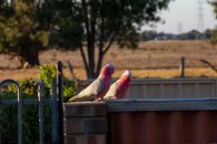 Red and White Bird on Black Metal Fence