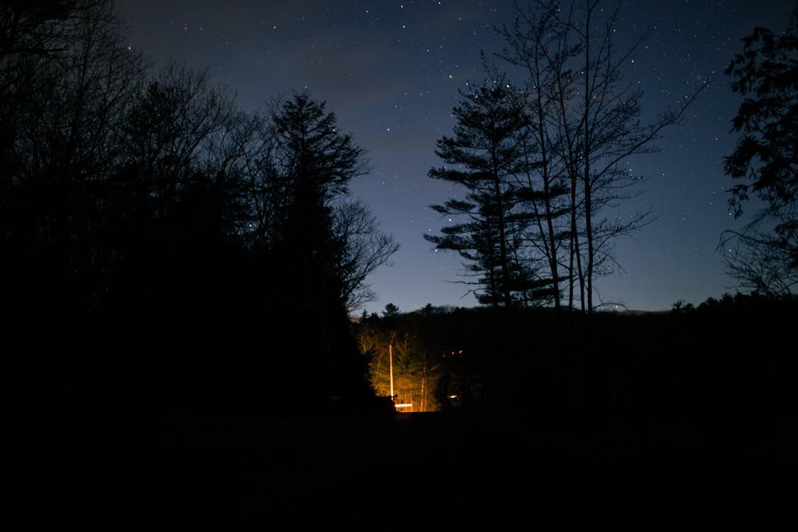 Fotobanka s bezplatnými fotkami na tému krajina, ľahký, les