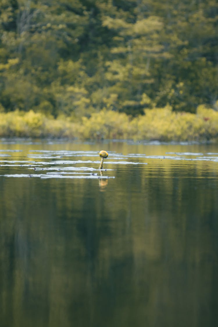 Plant In Calm River Water