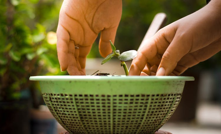 A Person Planting In A Plastic Sieve