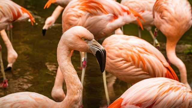 Flamingos wading in a shallow sanctuary pool — photo by Robert So on Pexels