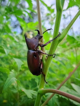 Detailed view of a rhinoceros beetle climbing a green plant stem in natural surroundings.